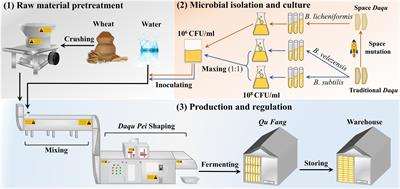 Response of microbiota to exogenous inoculation improved the enzymatic activities of medium-temperature Daqu